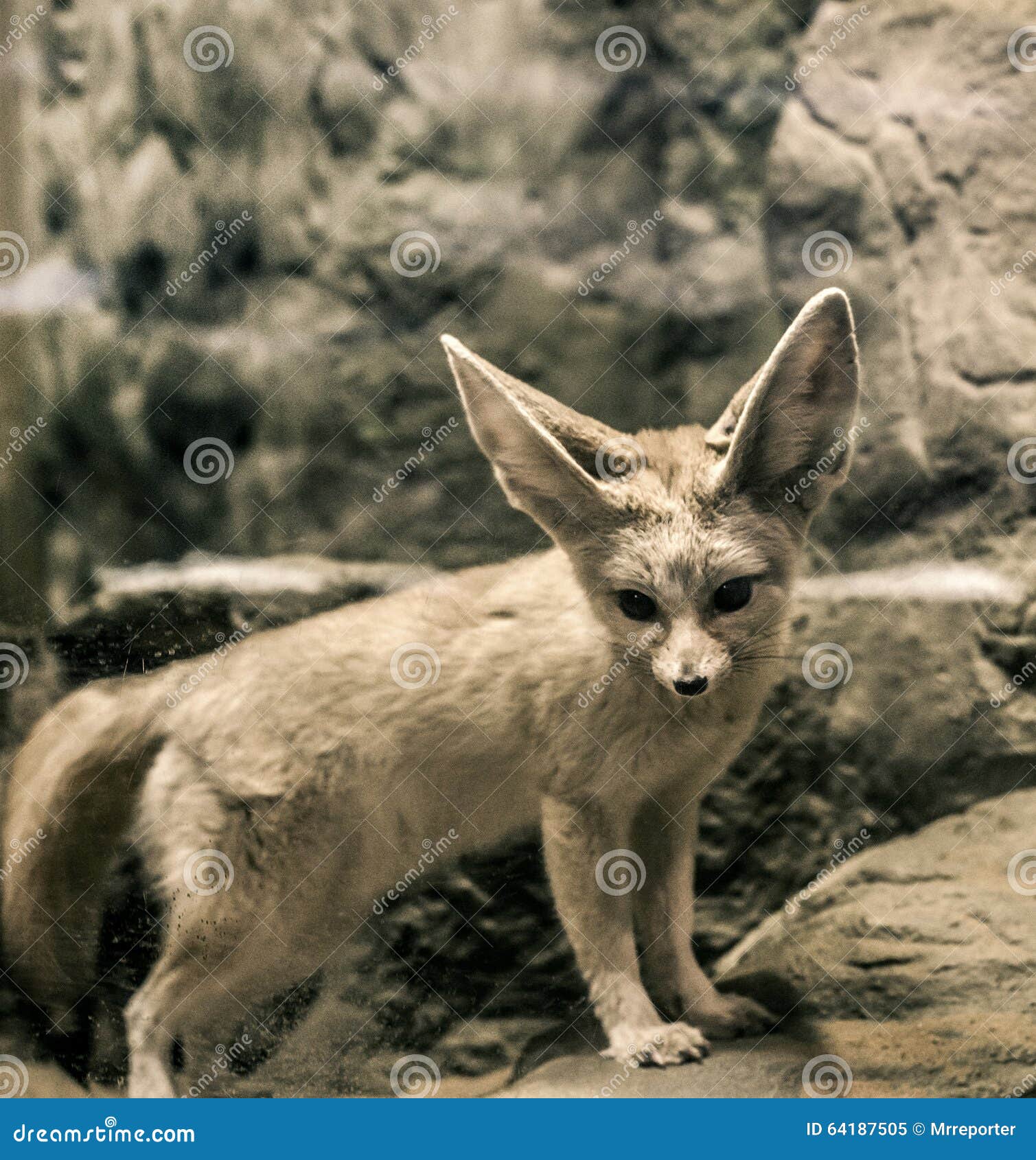Fenec Stock Image Image Of Fennec Little Zoology Eared