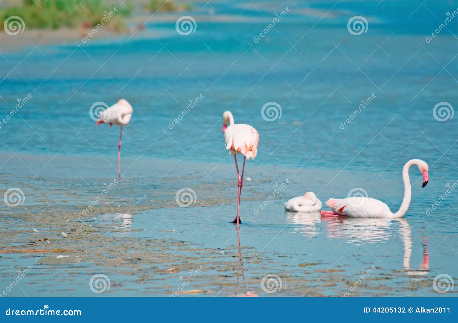 Fenicotteri Rosa Sardegna Foto Foto Stock Gratis E Royalty Free Da Dreamstime