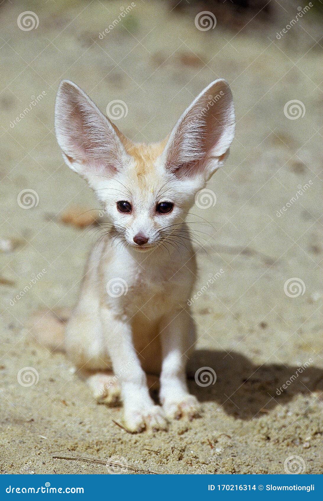 Fennec Fennecus Zerda Stock Photo Image Of Baby Fennec