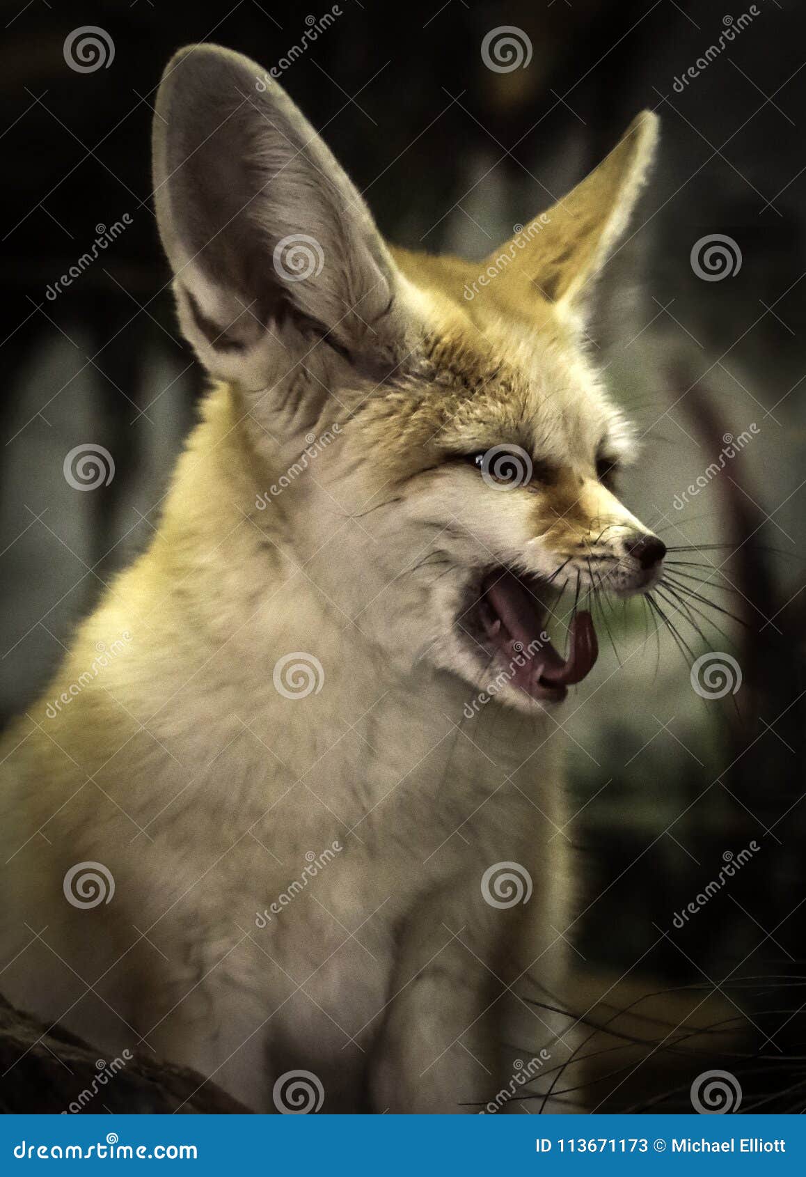 fenec fox predators fenec fox predators