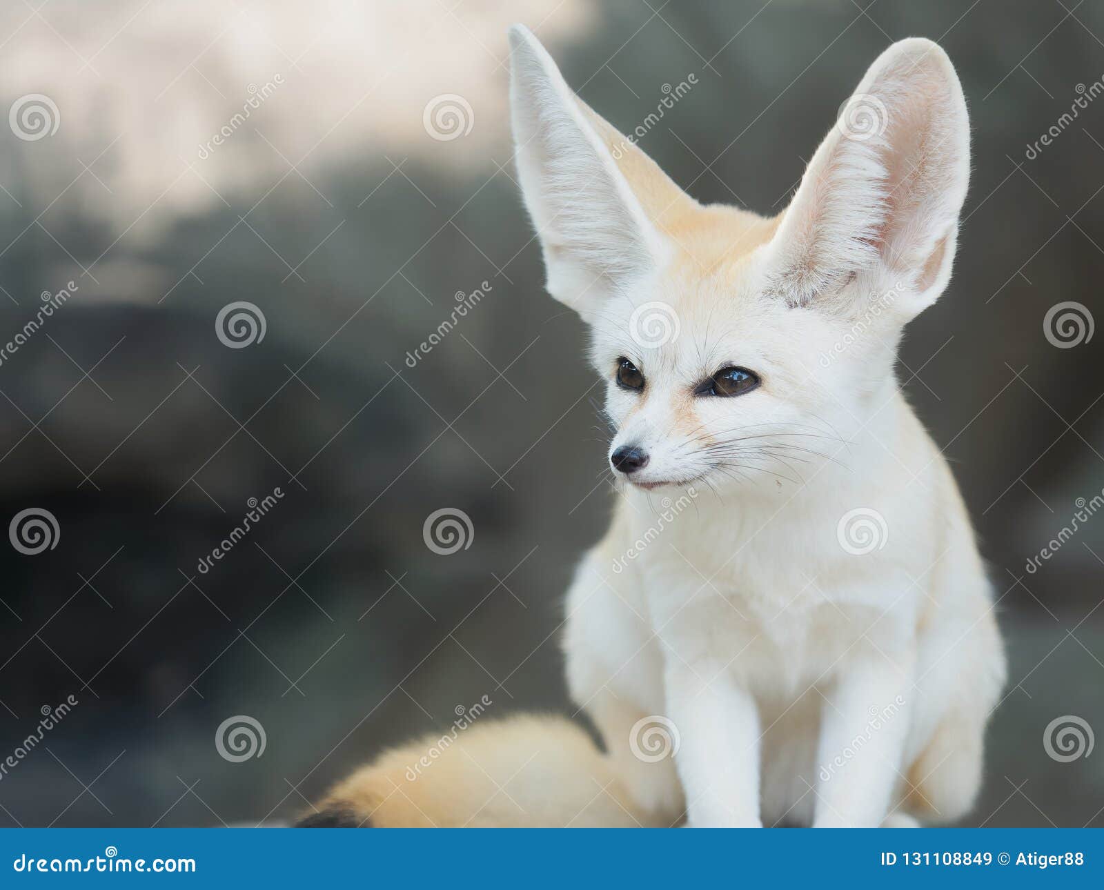 Desert Fox Fake Id