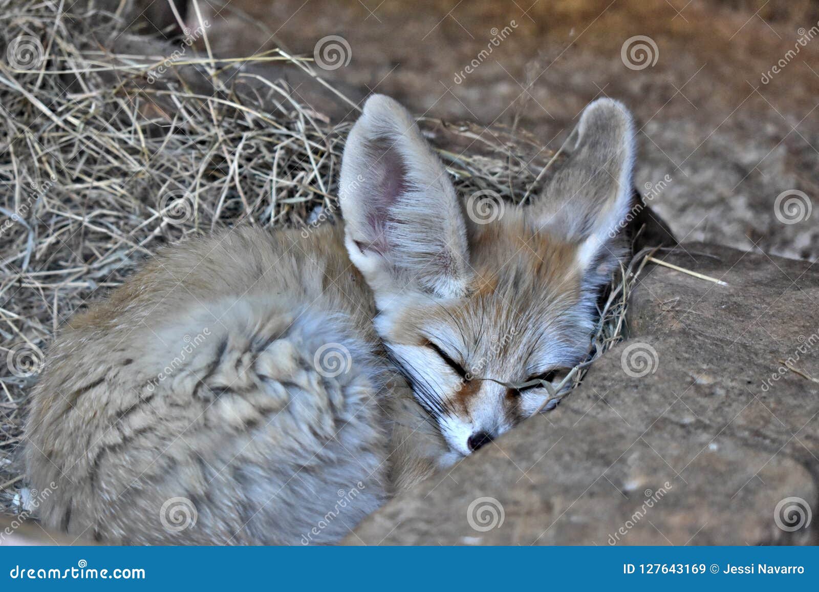 186 Baby Fennec Photos Free Royalty Free Stock Photos From Dreamstime 186 Baby Fennec Photos Free Royalty Free Stock Photos From Dreamstime