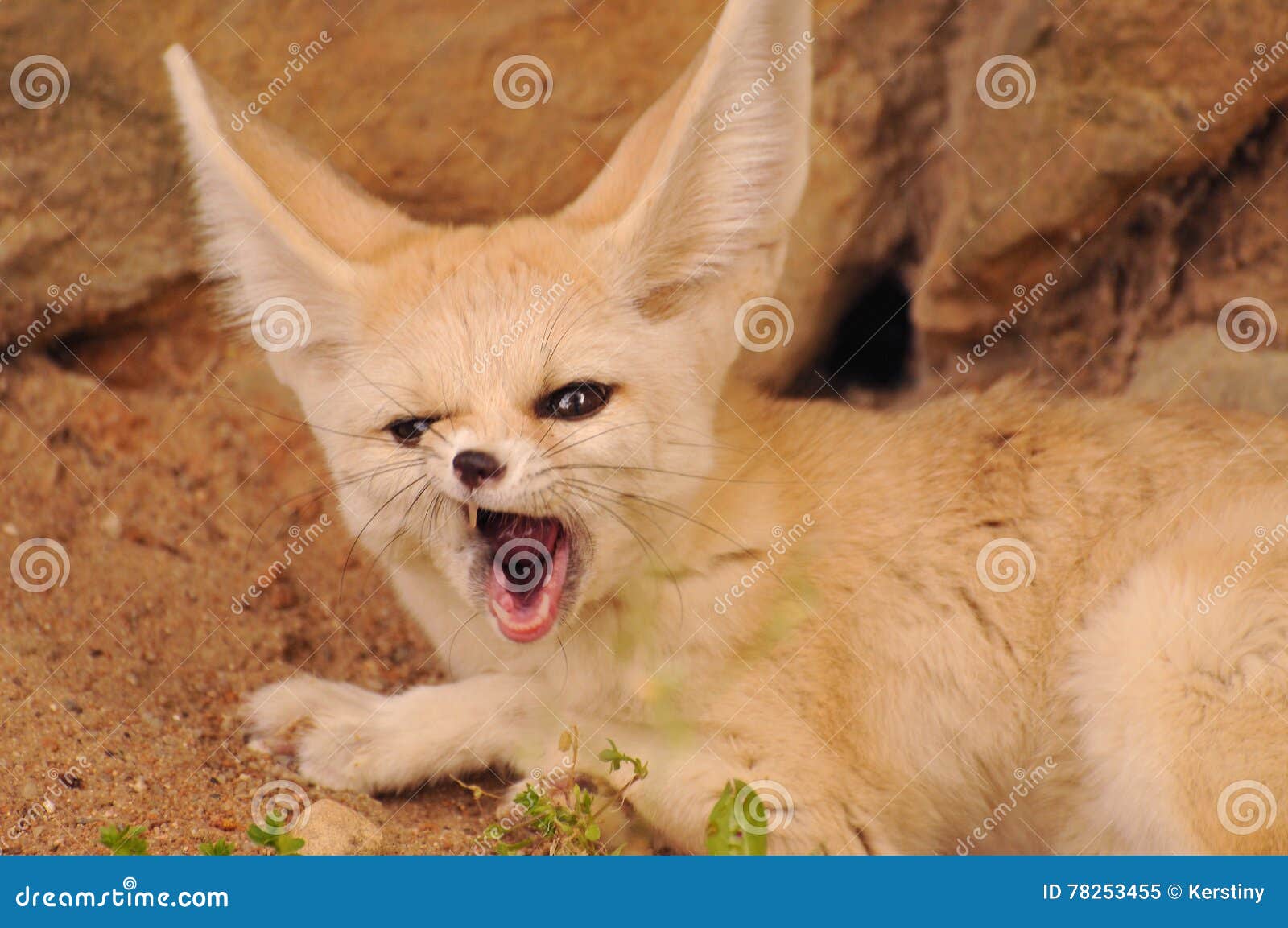 Fennec fox stock image. Image of carnivorous, nocturnal 78253455