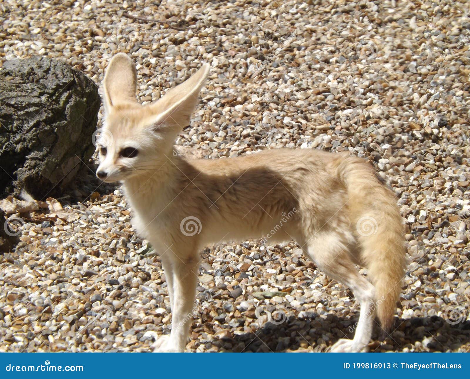 A Fennec Fox stock image. Image of standing, next, fennec 199816913