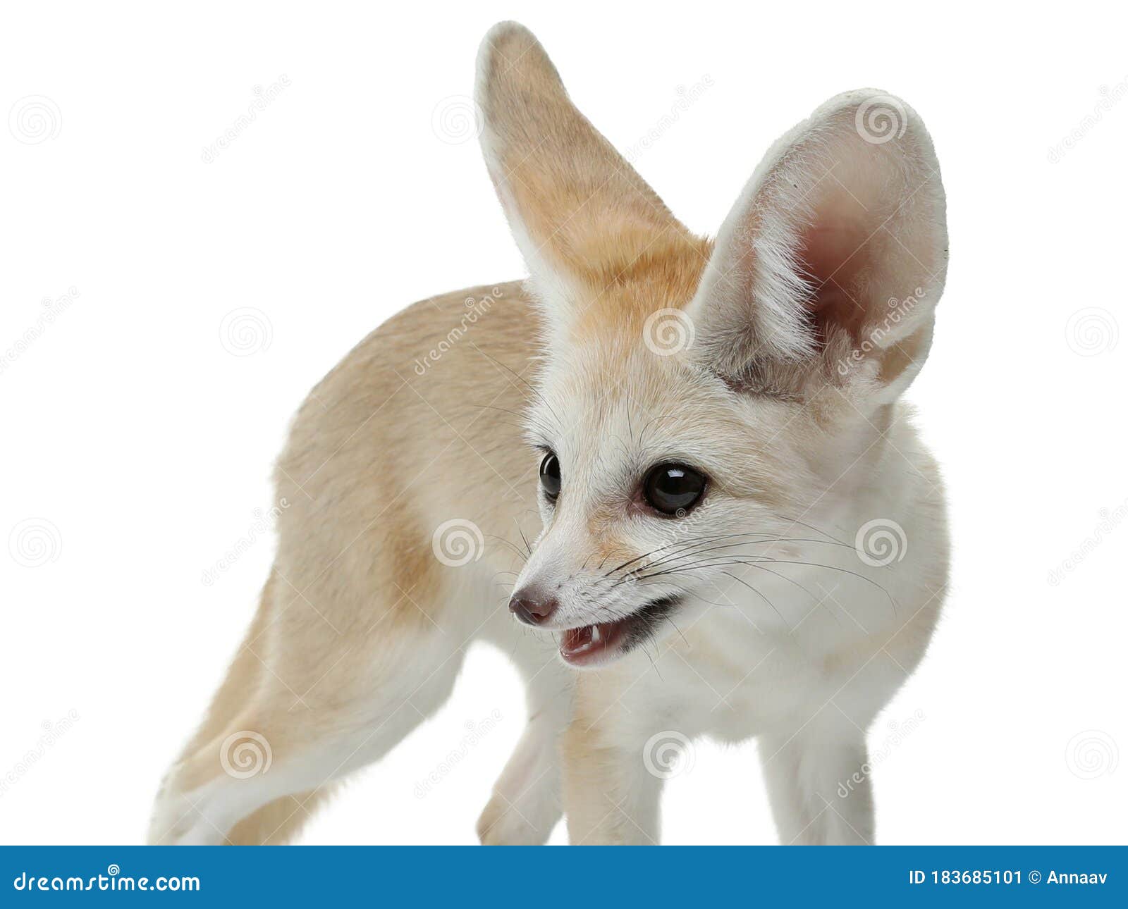Fennec Fox Sobre Fondo Blanco En Estudio Imagen De Archivo Imagen De General Majestuoso