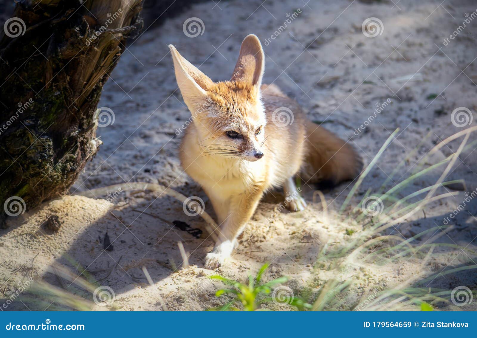 Fennec Fox Standing in the White Sand Stock Image Image of desert