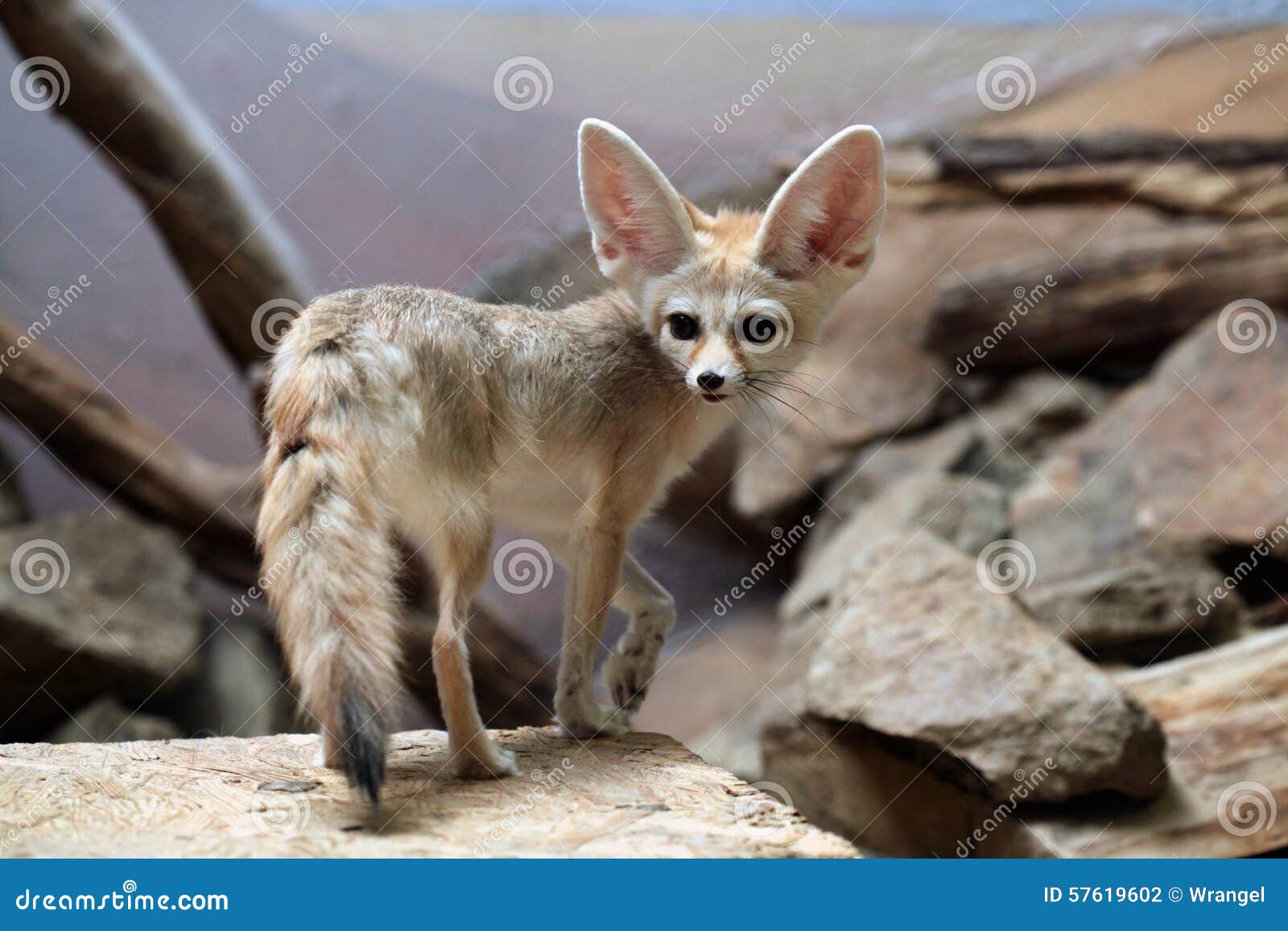 Fennec Fox Vulpes Zerda Stockfoto Bild Von Asiatisch Fennec Fox Vulpes Zerda Stockfoto Bild Von Asiatisch