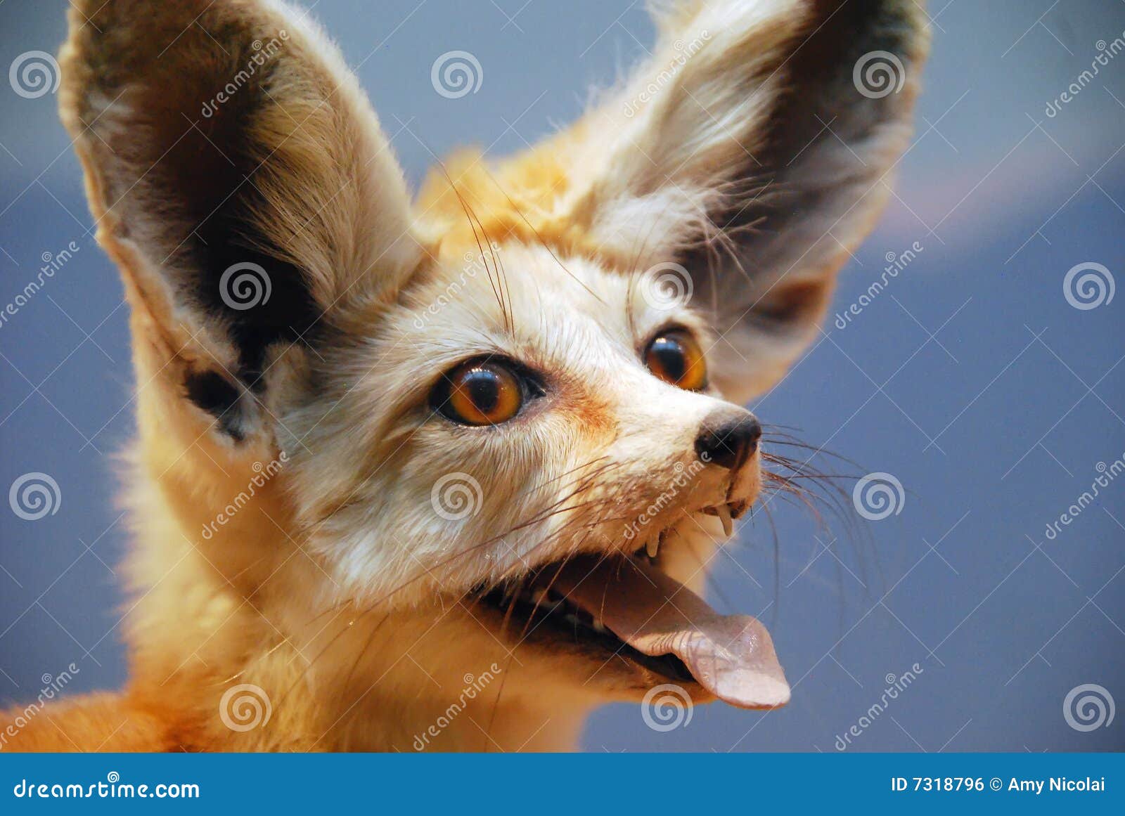 Fennec Fox Vulpes Zerda Stockfoto Bild Von Afrika Probenmaterial Fennec Fox Vulpes Zerda Stockfoto Bild Von Afrika Probenmaterial