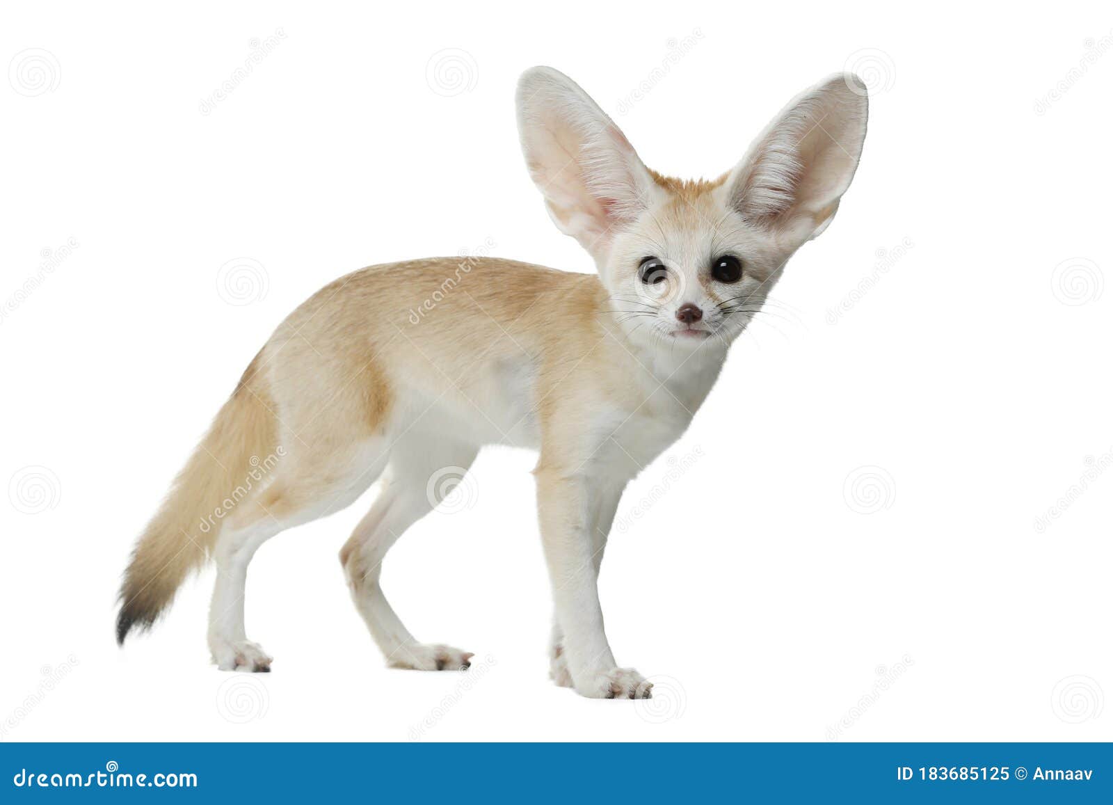186 Baby Fennec Photos Free Royalty Free Stock Photos From Dreamstime