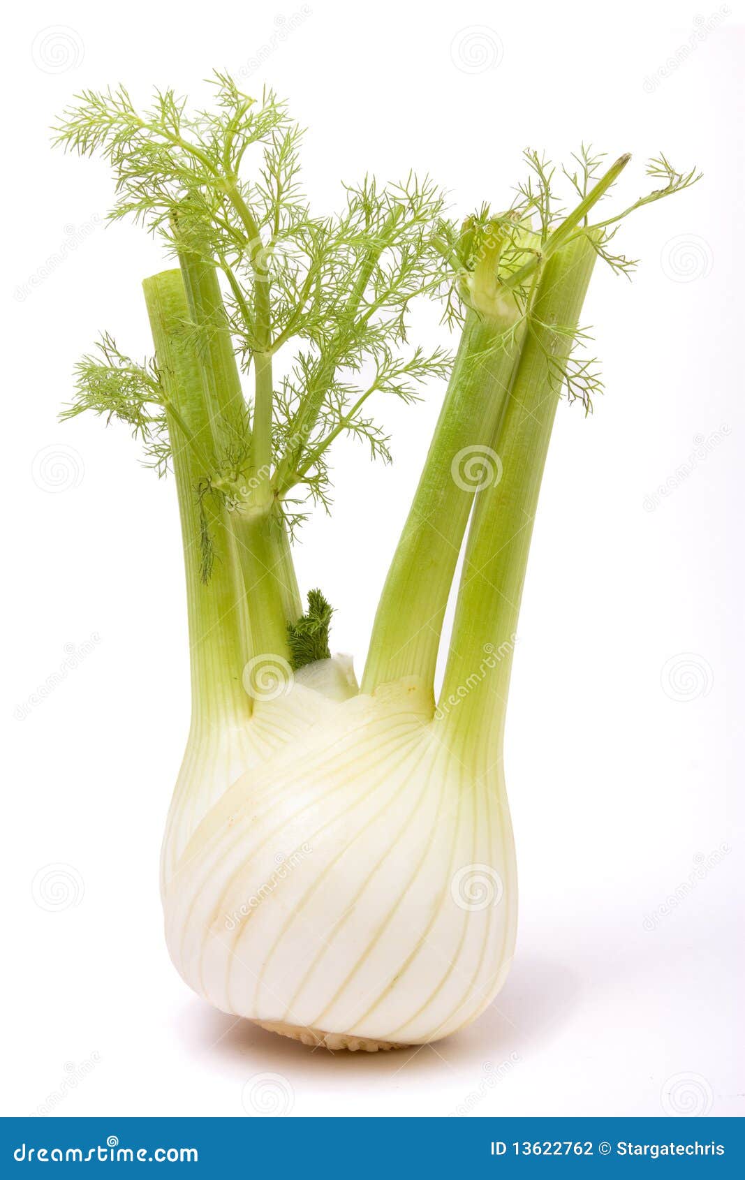 Fennel stock photo. Image of healthy, natural, uncooked 13622762