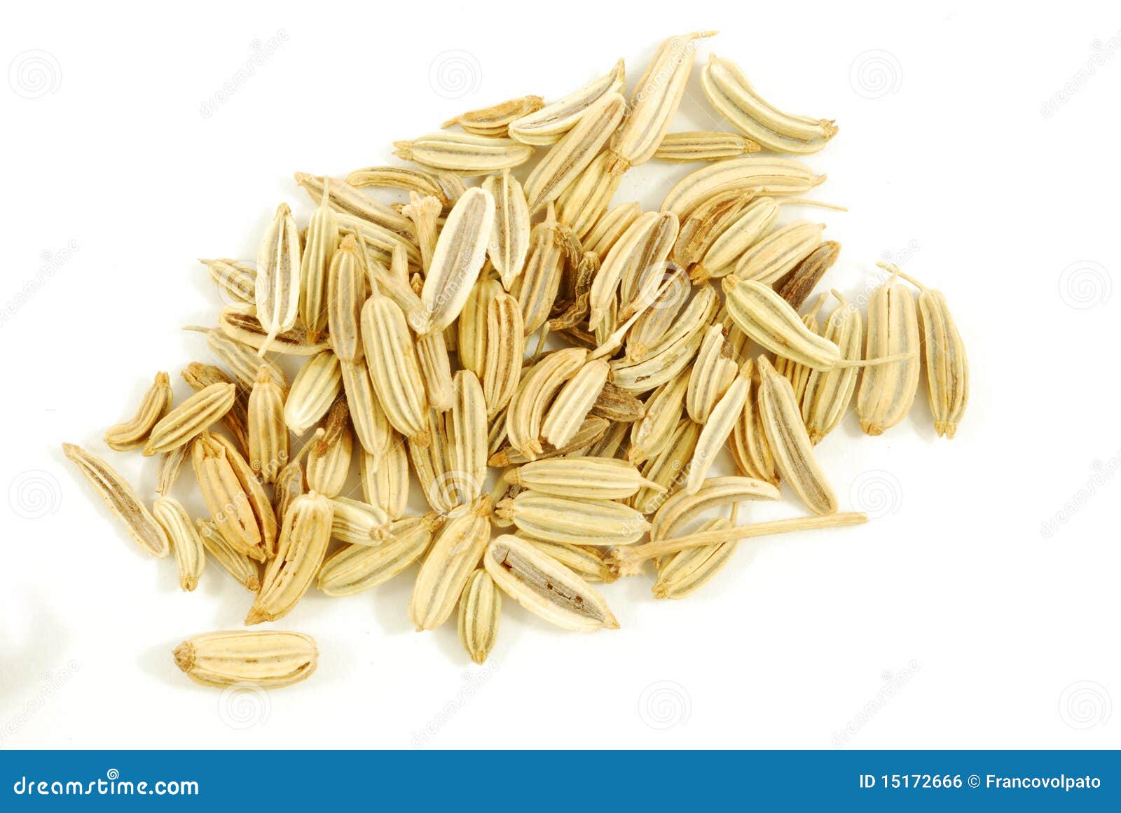 Fennel stock photo. Image of tomato, recipe, sausages 15172666