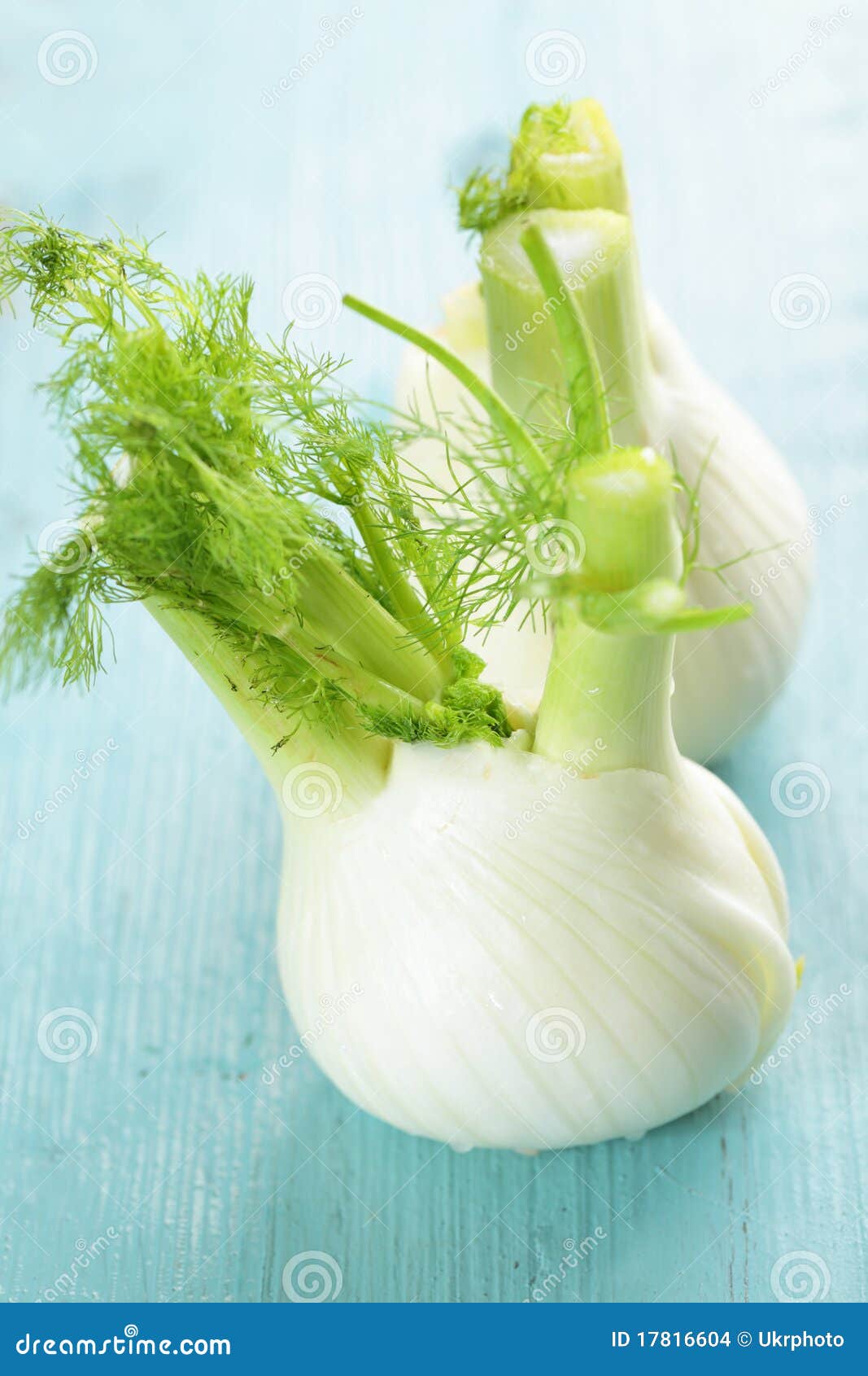 Fennel stock photo. Image of rustic, macro, food, white 17816604