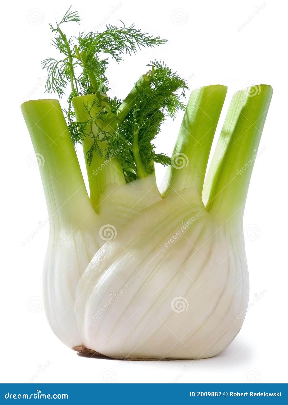 Fennel stock photo. Image of fresh, natural, closeup, green 2009882