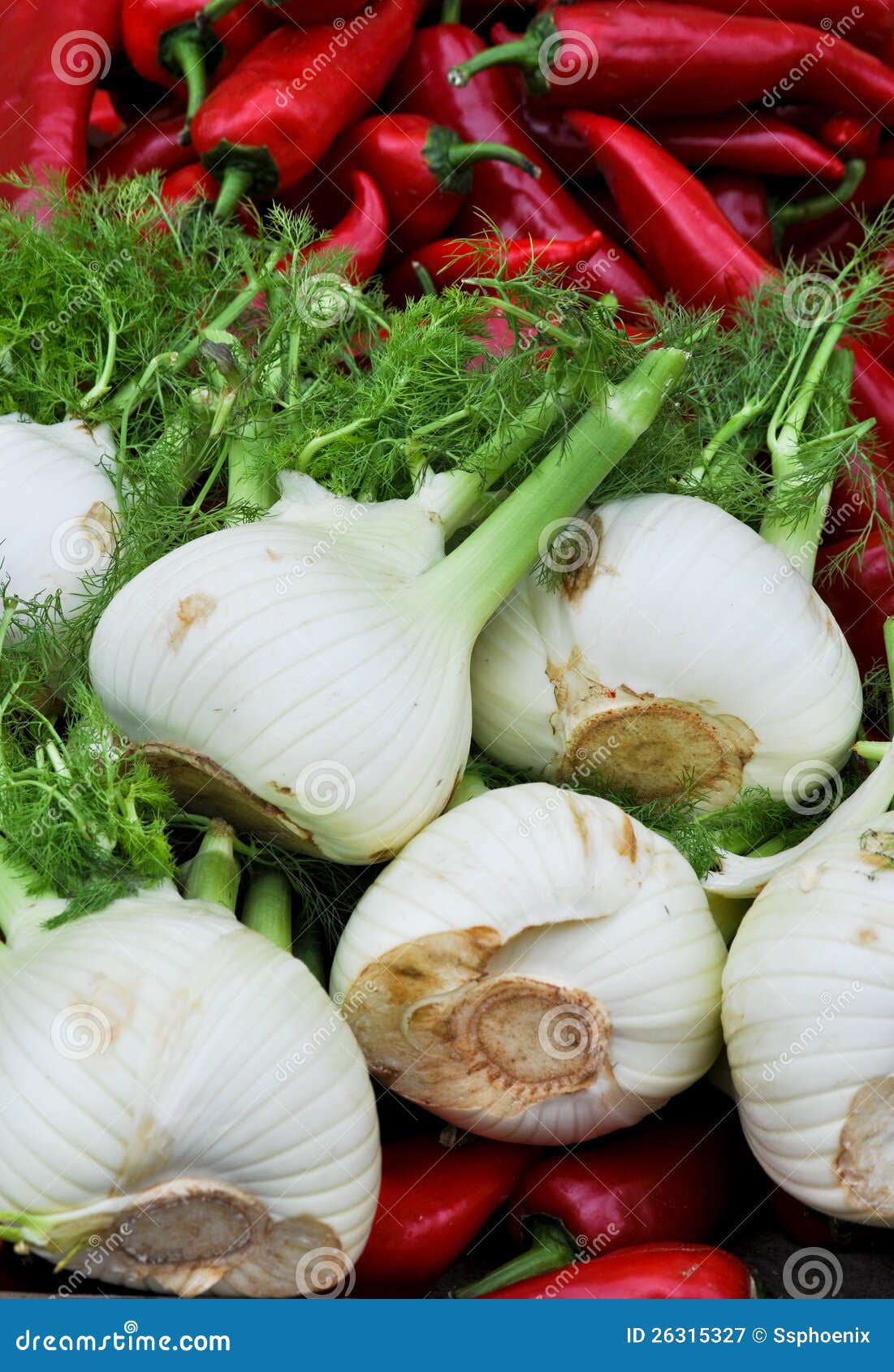 Fennel stock image. Image of color, green, natural, vegetable 26315327