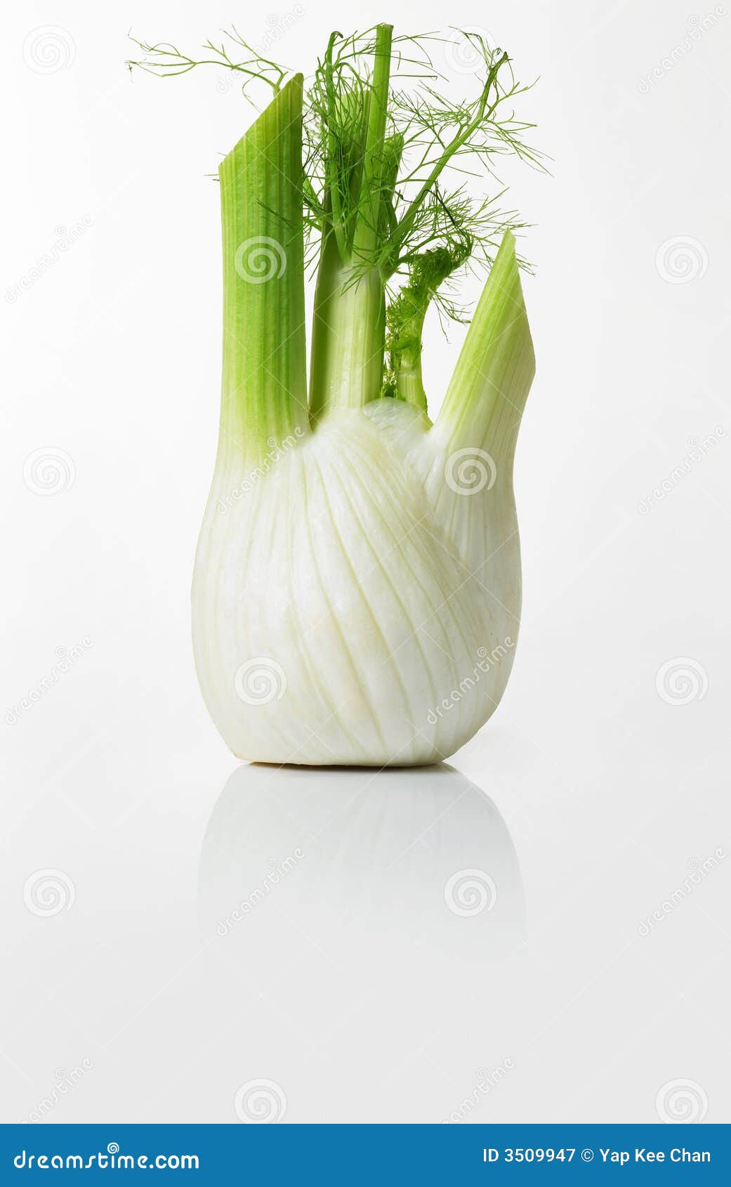 Fennel stock image. Image of vitamin, dieting, fresh, food 3509947