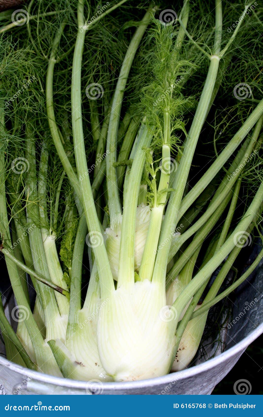 Fennel anise stock photo. Image of greens, fresh, edible 6165768