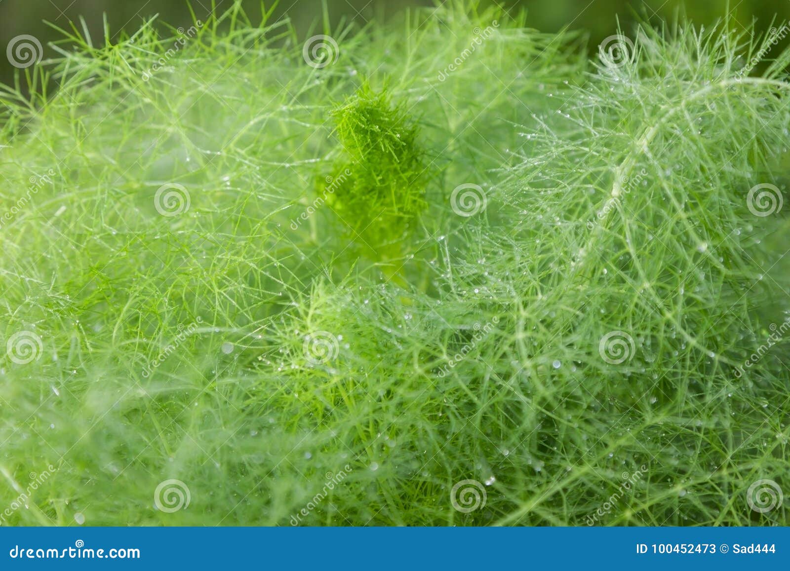 Fennel stock image. Image of farming, green, grass, ingredient 100452473