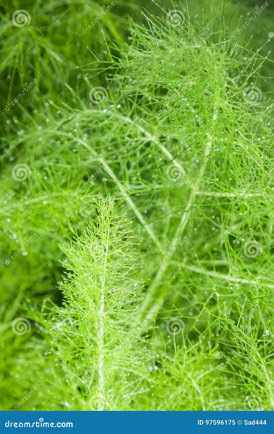 Fennel stock image. Image of abstract, farming, harvest 97596175