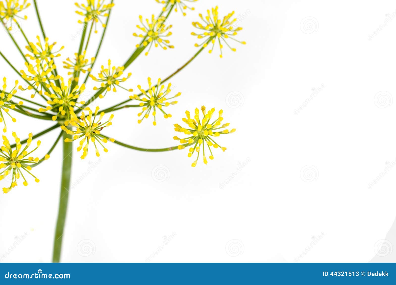 Fennel stock image. Image of spice, florence, species 44321513