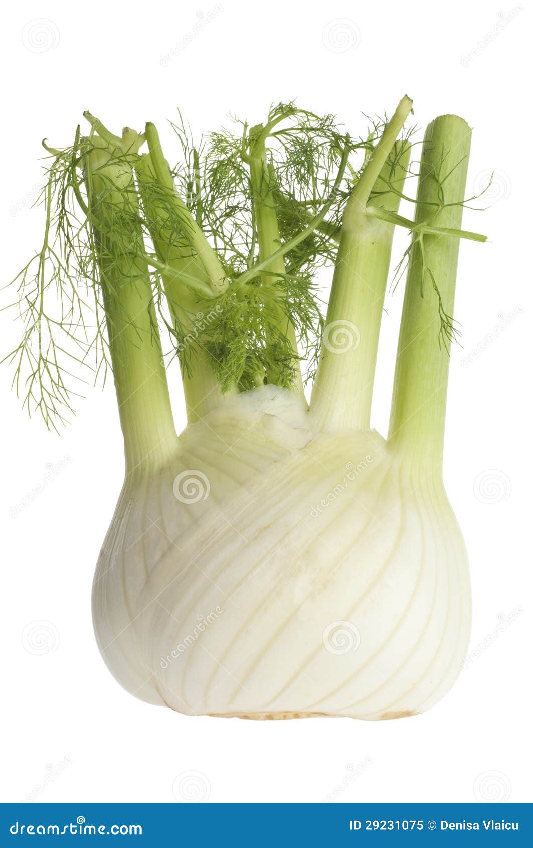 Fennel bulb stock image. Image of green, health, natural 29231075