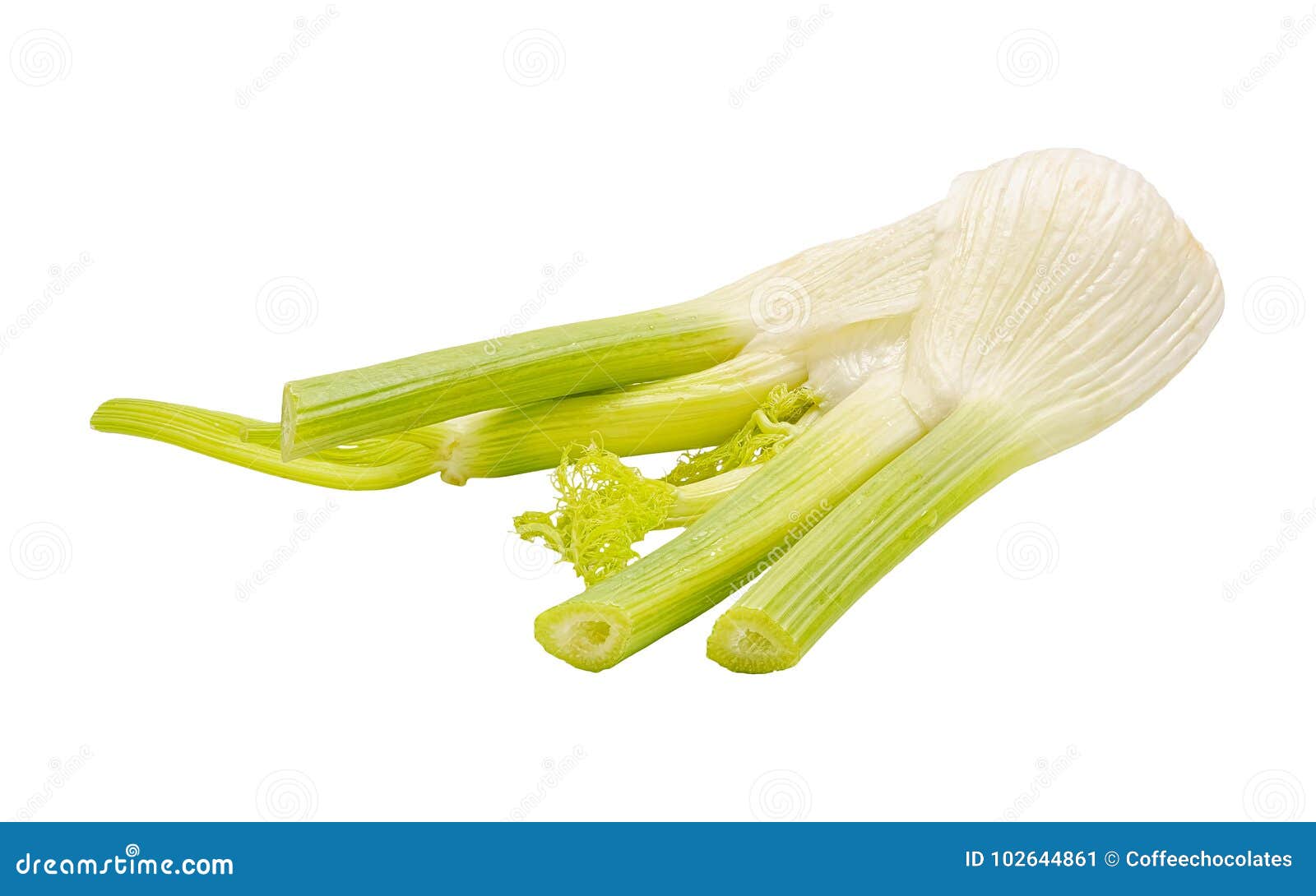 Fennel Bulb Closeup Isolated on White Stock Image Image of object