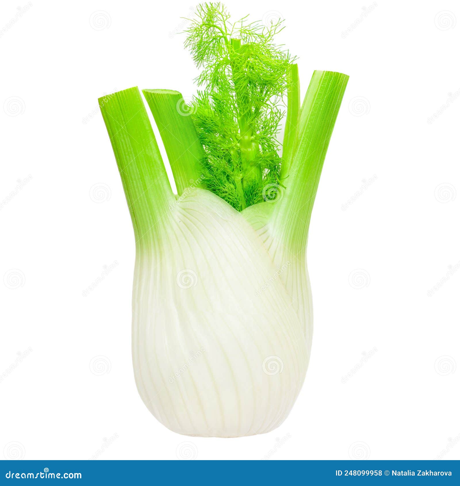 Fennel Bulb Isolated. Fresh Fennel Vegetable with Leaves on White