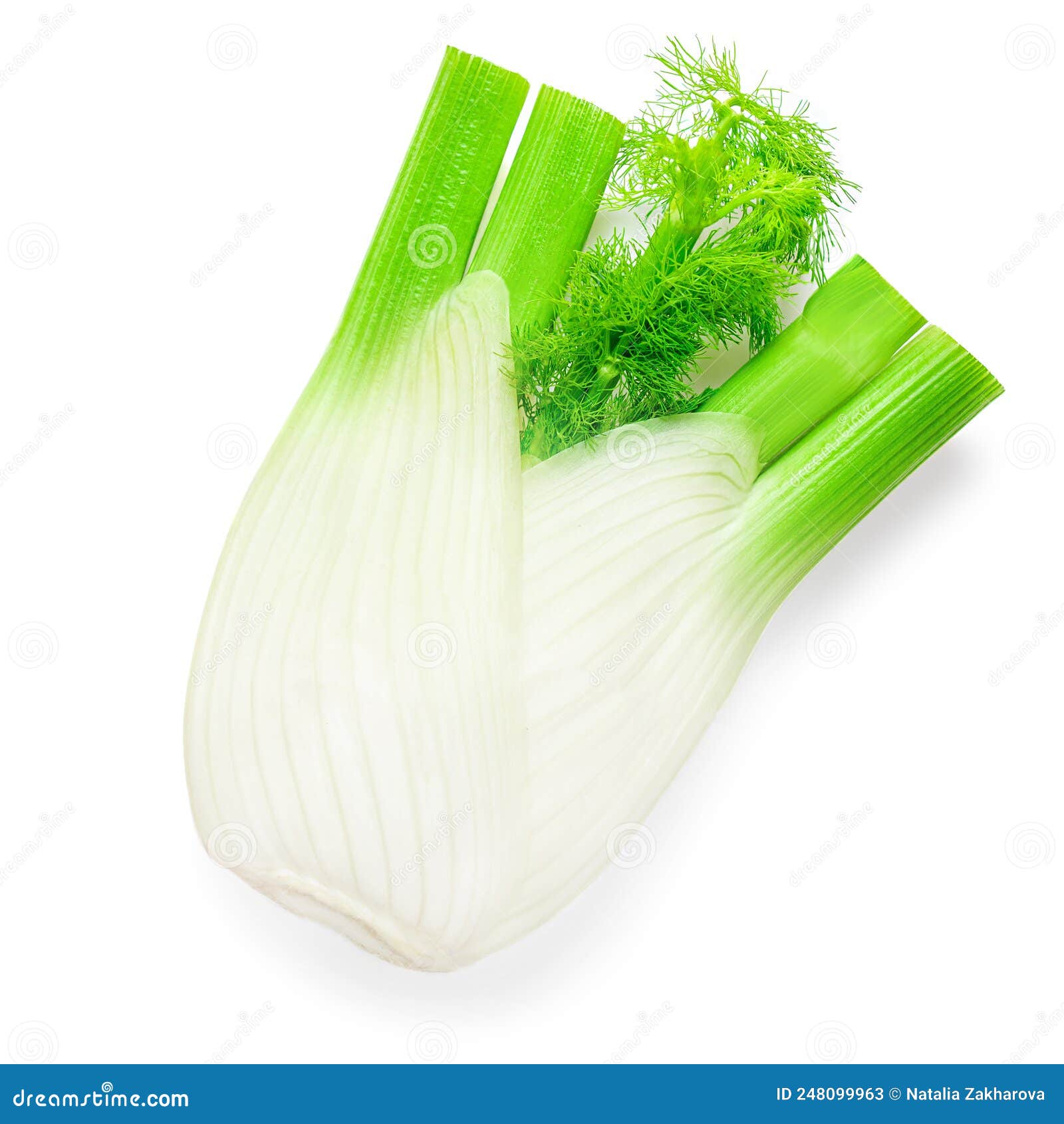 Fennel Bulb Isolated. Fresh Fennel Vegetable with Leaves on White