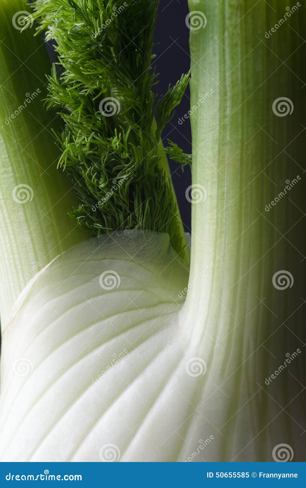 Fennel Bulb Macro stock image. Image of culinary, health 50655585
