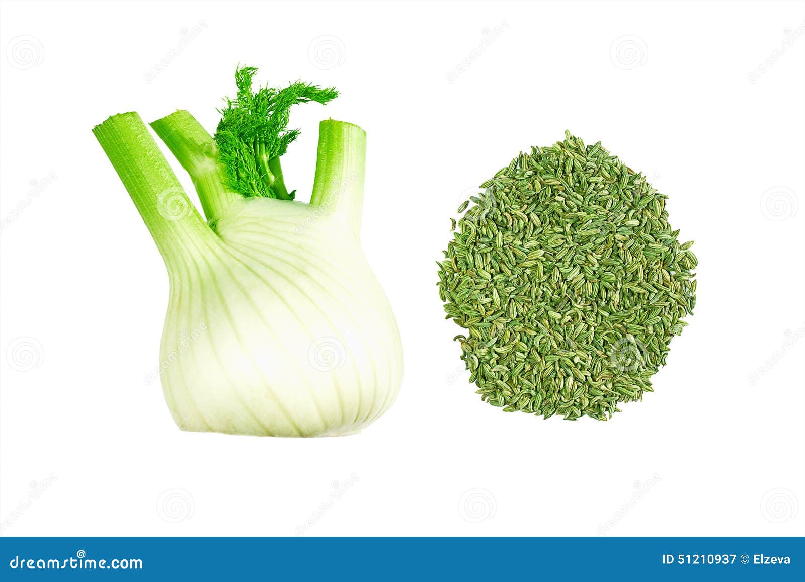 Fennel Bulb and Seeds on White Stock Image Image of plant, freshness