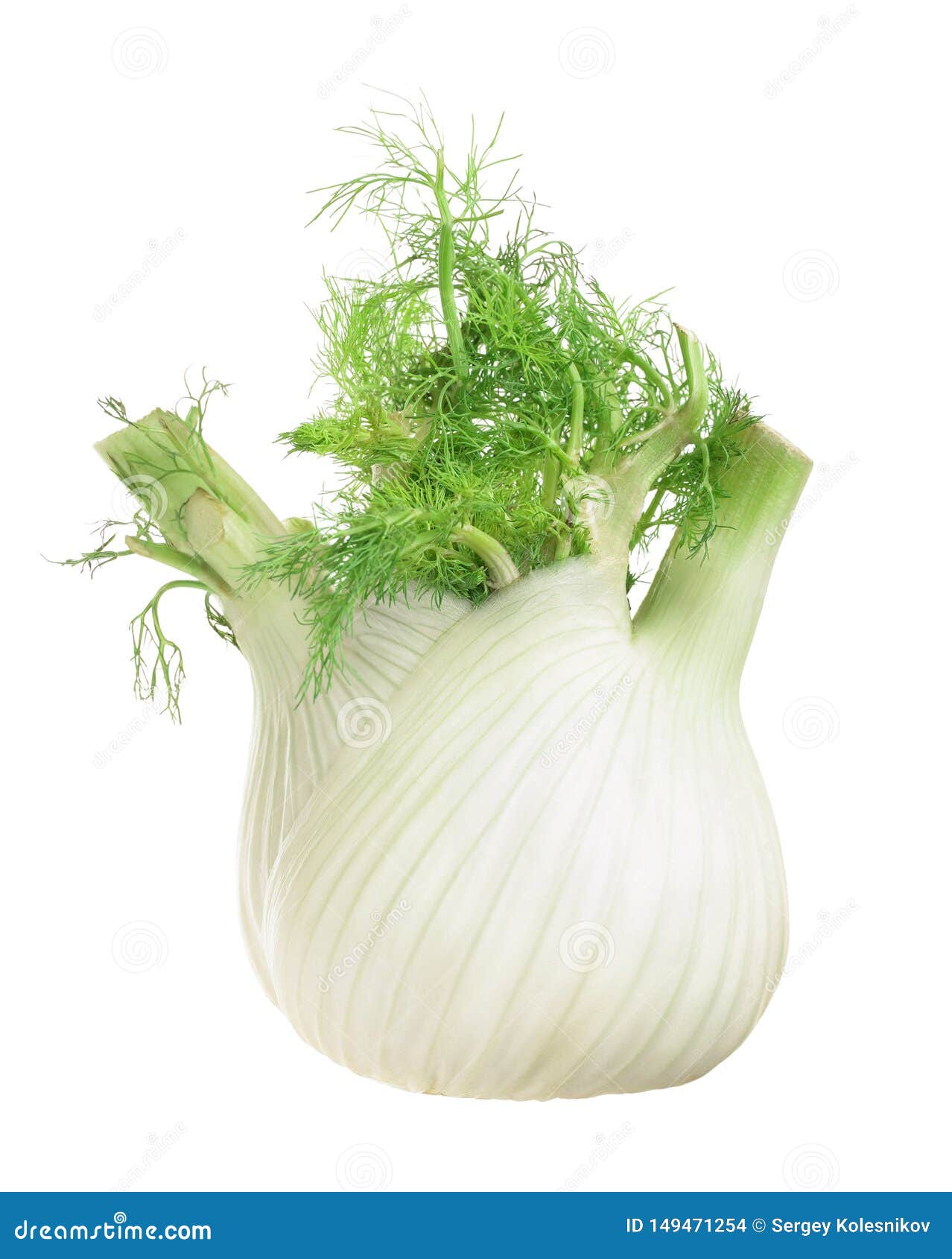 Fennel Bulb. Single Fresh Fennel Bulb with Leaves on White Background