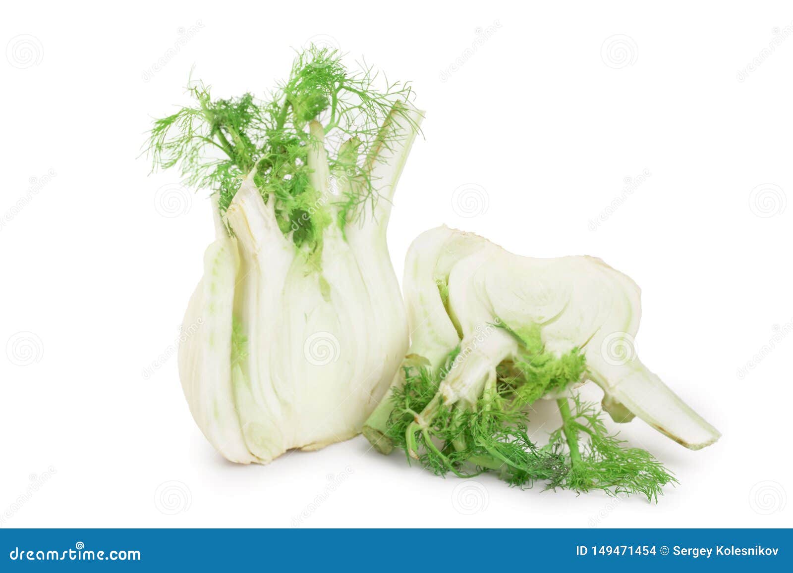 Fennel Bulb. Single Fresh Fennel Bulb with Leaves on White Background