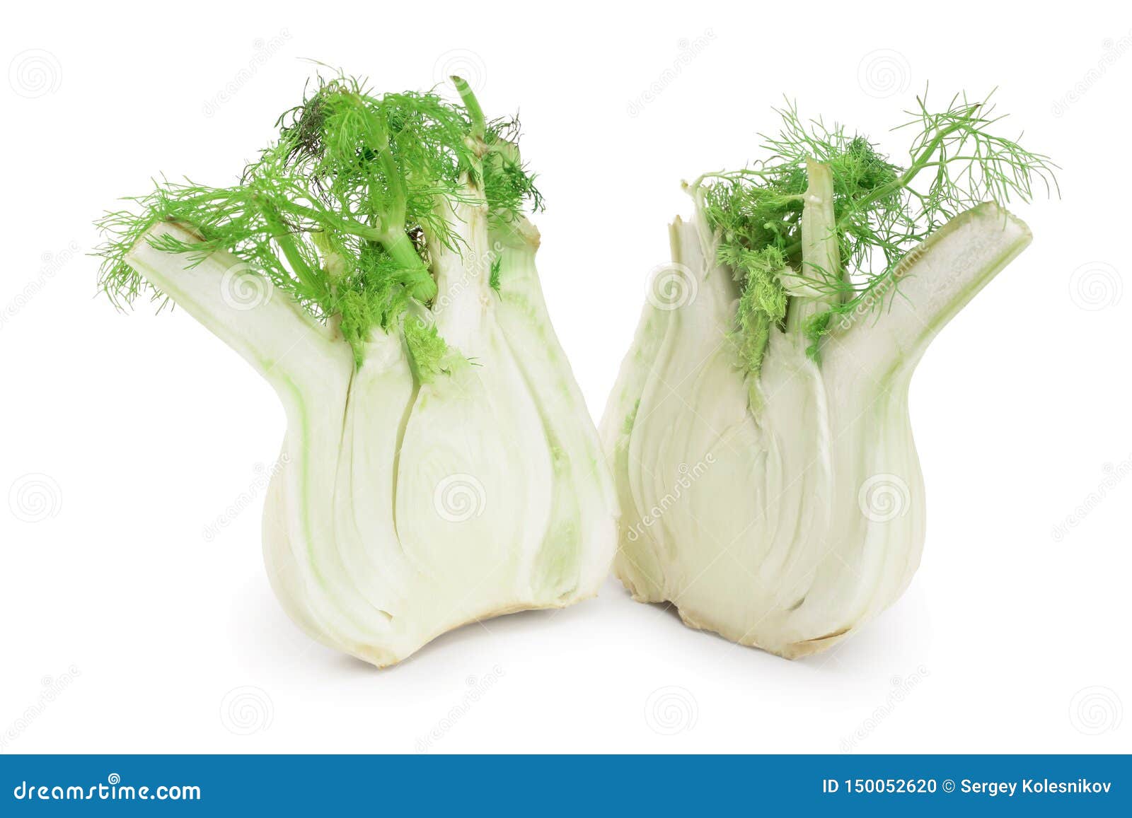 Fennel Bulb. Single Fresh Fennel Bulb with Leaves on White Background