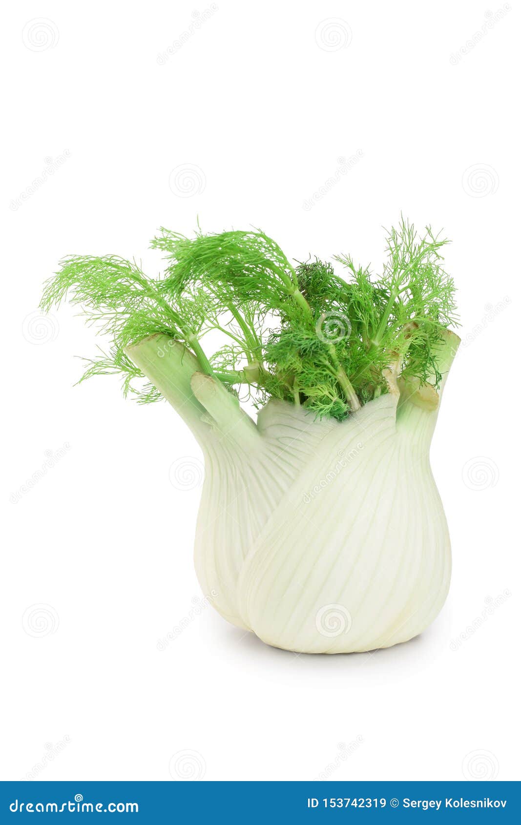 Fennel Bulb. Single Fresh Fennel Bulb with Leaves on White Background