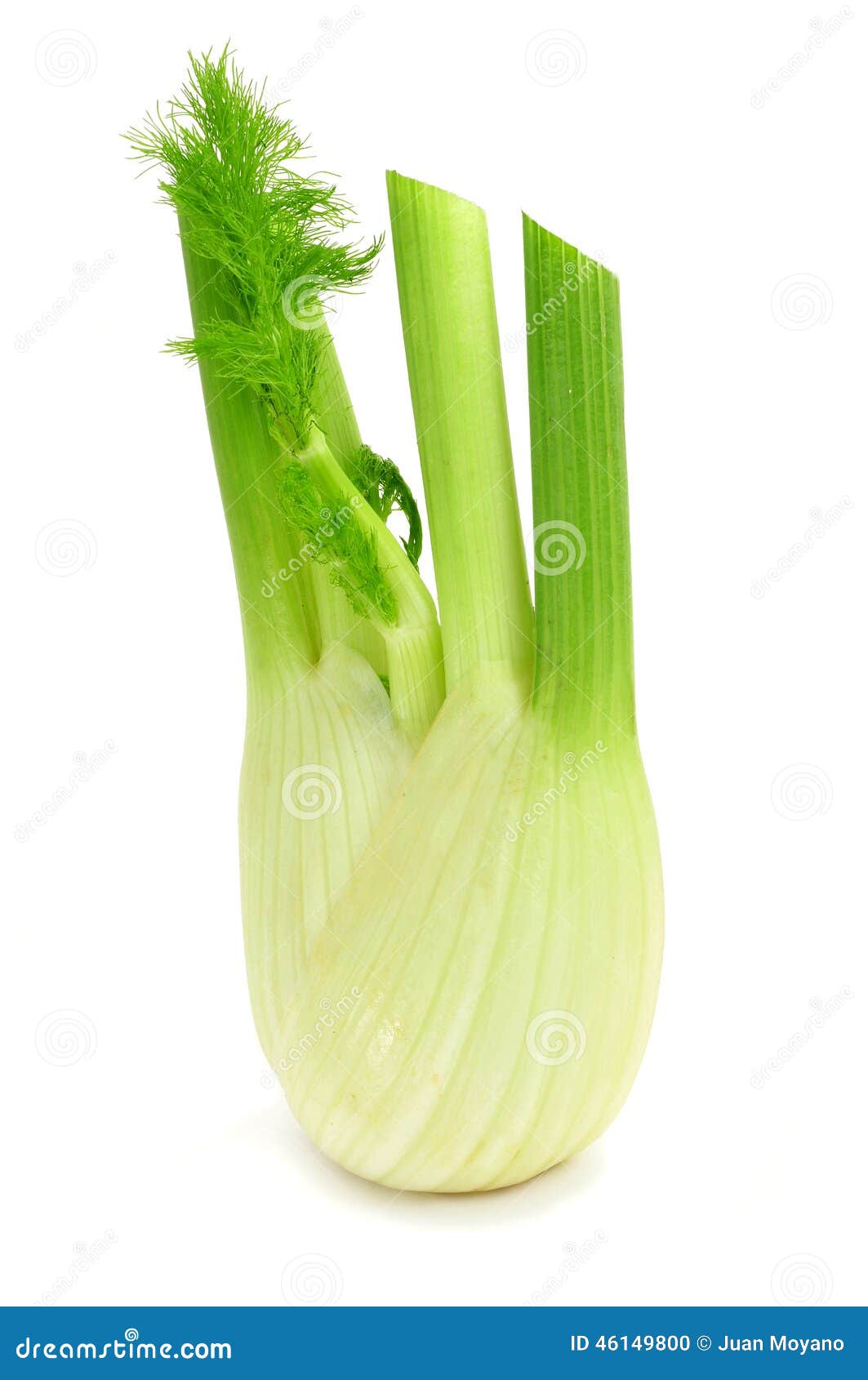 Fennel bulb stock photo. Image of eating, nutrition, bulb 46149800