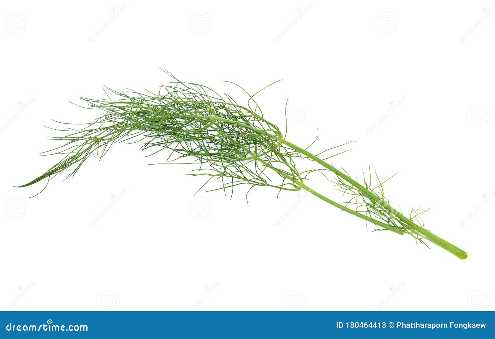 Fennel Bulbs with Edible Green Stems and Leaves Stock Image Image of