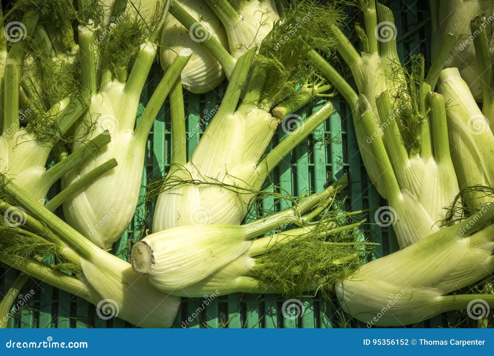 Fennel Bulbs in the market stock photo. Image of cuisine 95356152