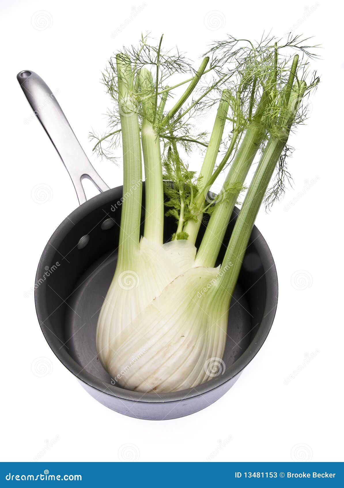 Fennel in a Cooking Pot stock image. Image of garnish 13481153