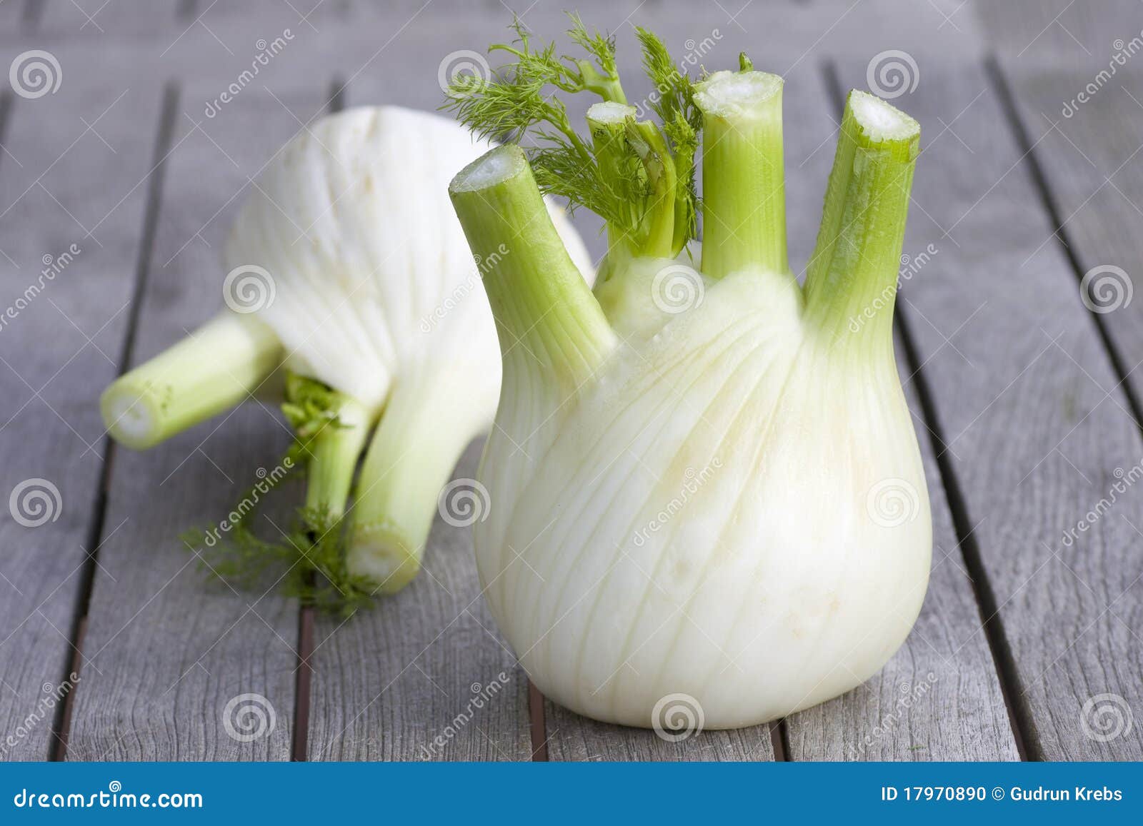 Fennel double stock photo. Image of vegetarian, vegetable 17970890