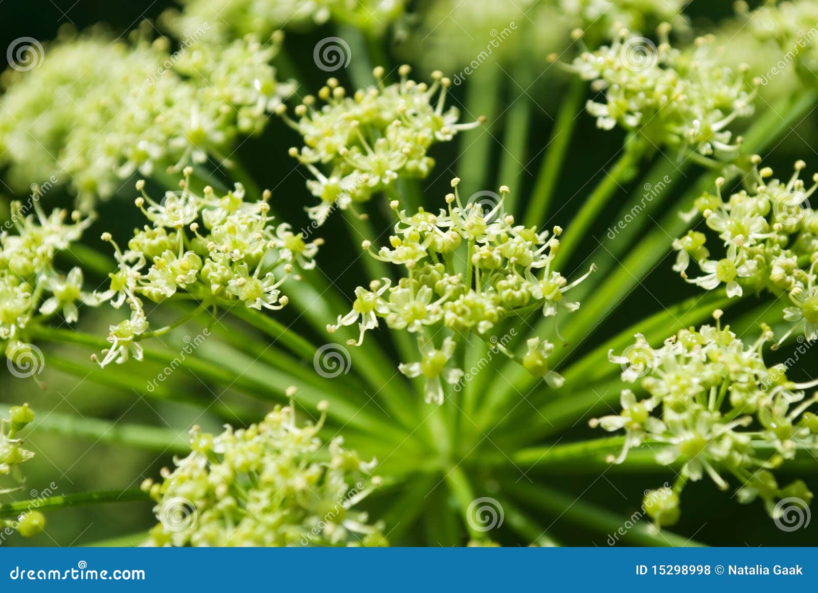 Fennel flower in the field stock photo. Image of growth 15298998