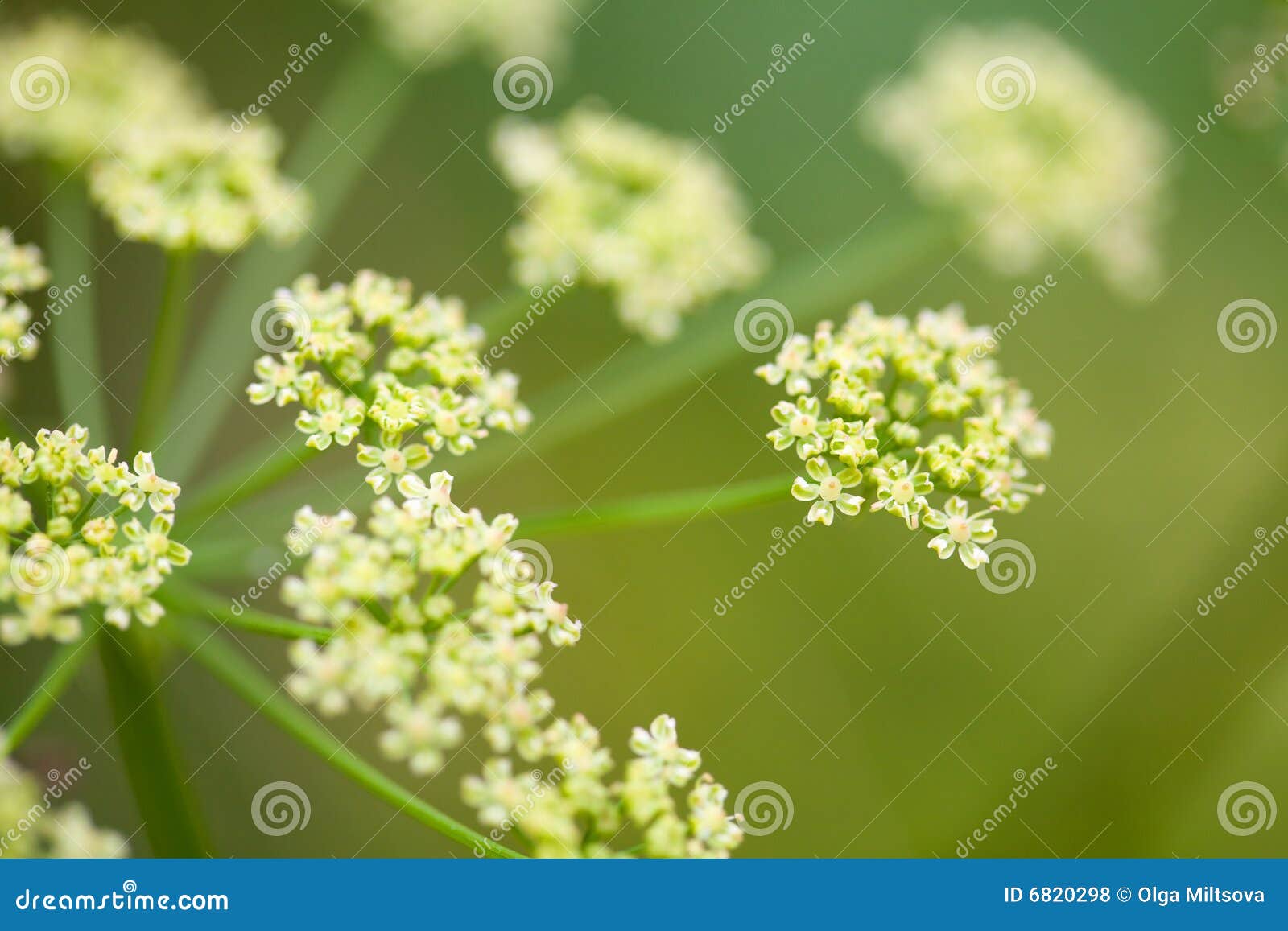 Fennel flower in the field stock photo. Image of closeup 6820298