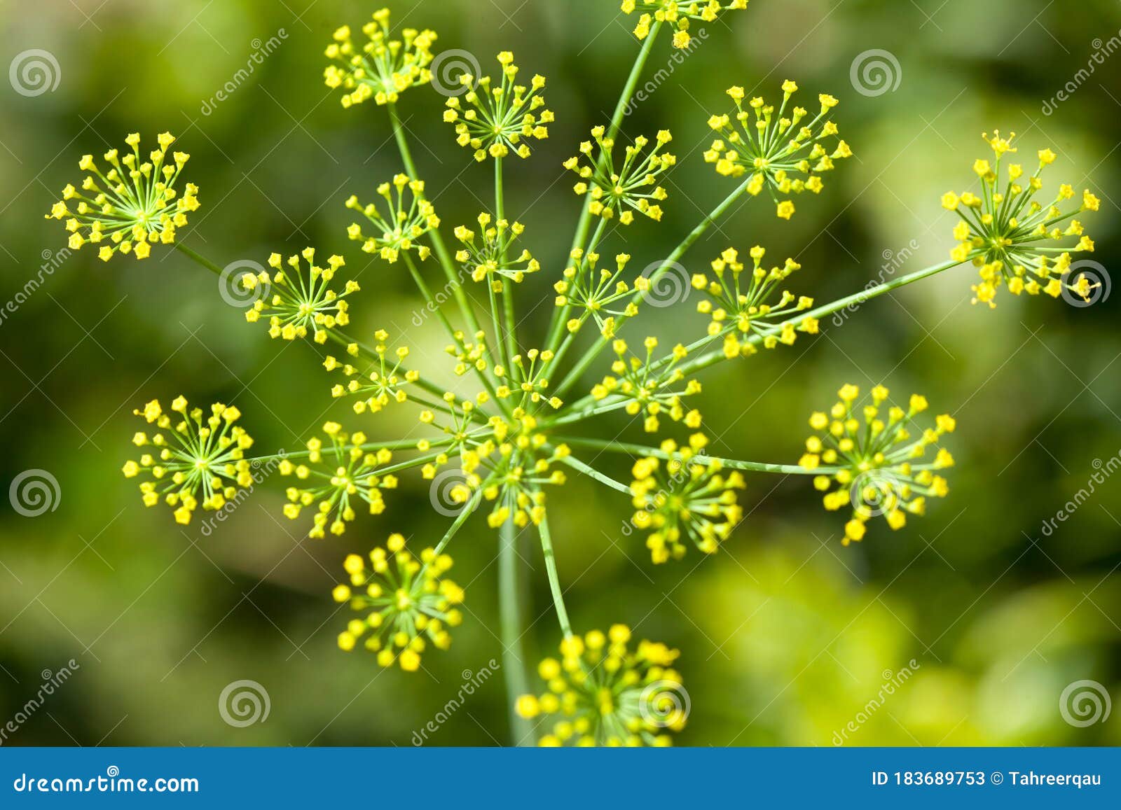 Fennel flower macro stock image. Image of fennel, flower 183689753