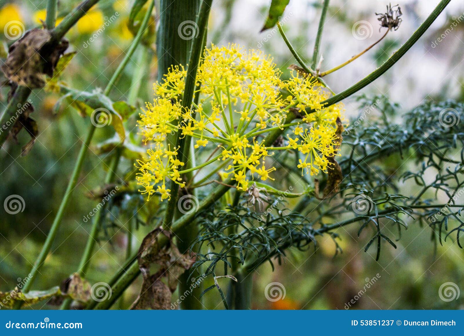 Fennel Flower stock image. Image of chrysanthemum, yellow 53851237
