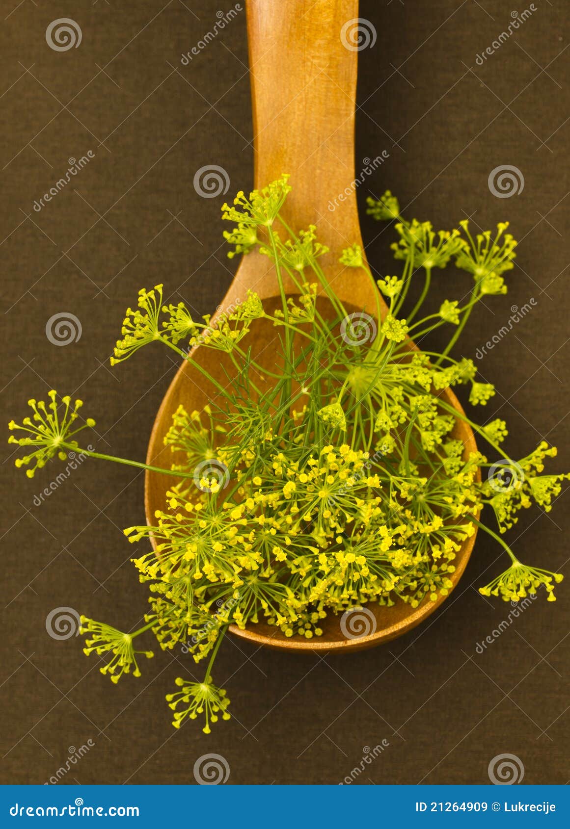 Fennel flowers stock image. Image of food, healthy, spoon 21264909