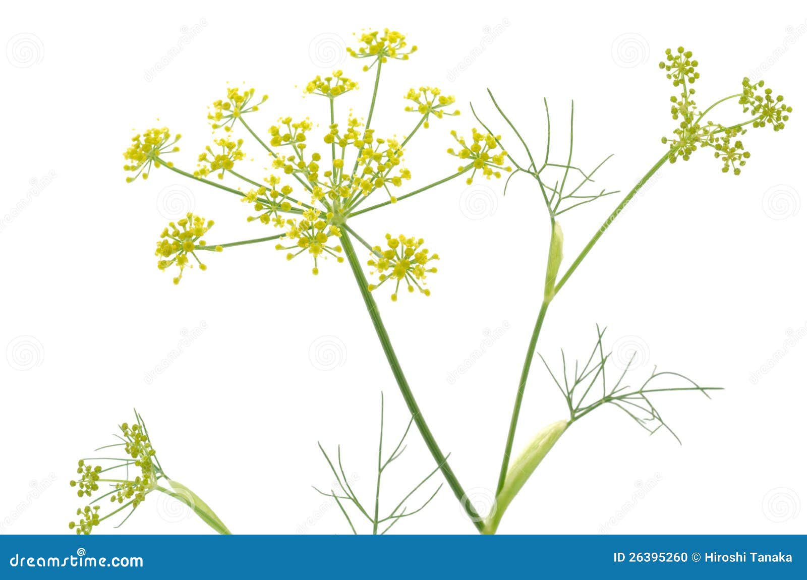 Fennel flowers stock photo. Image of green, natural, delicate 26395260