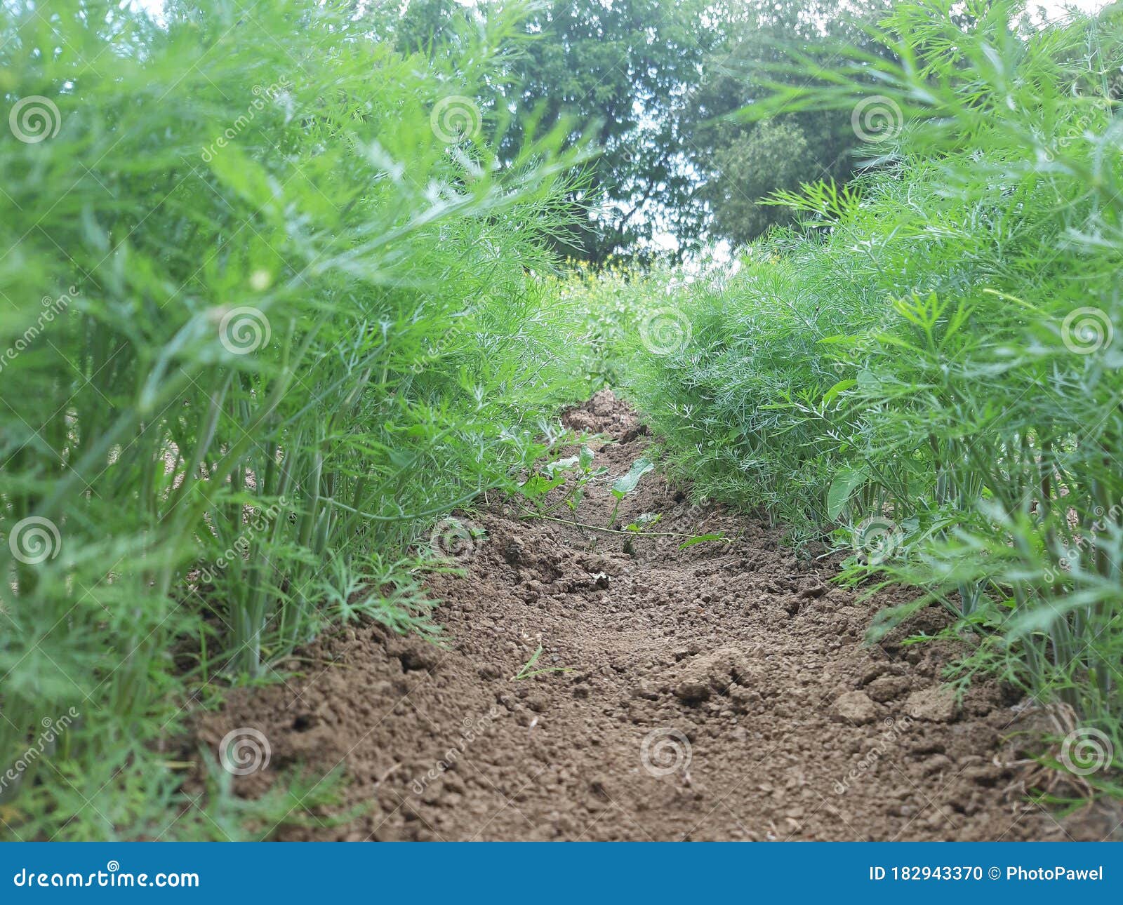Fennel in the garden stock photo. Image of rural, allotment 182943370