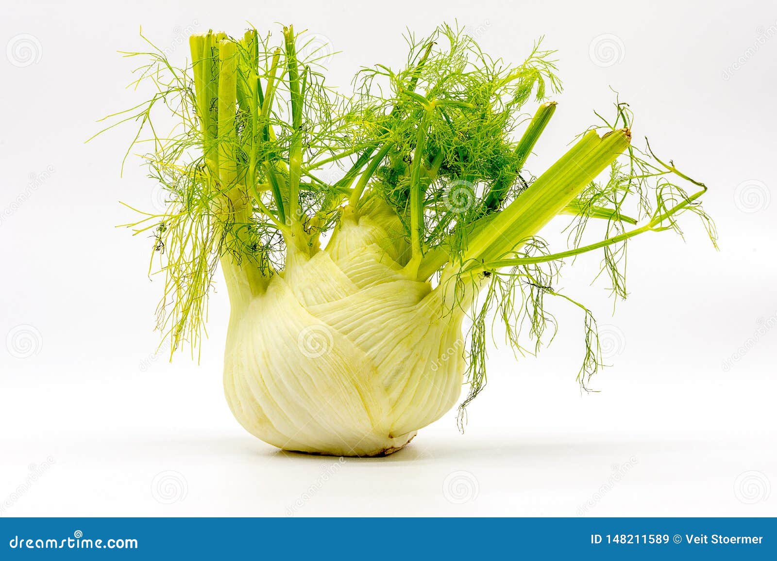 Aromatic Fresh Fennel with Leaves and Green Stems Stock Image Image
