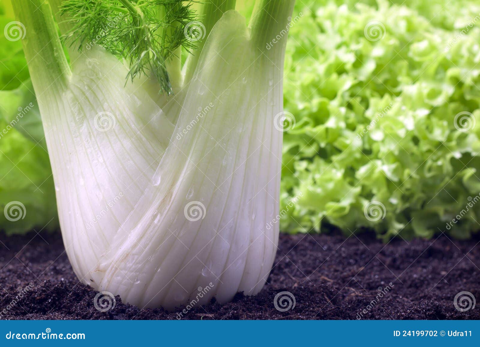 Fennel growing in garden stock photo. Image of closeup 24199702