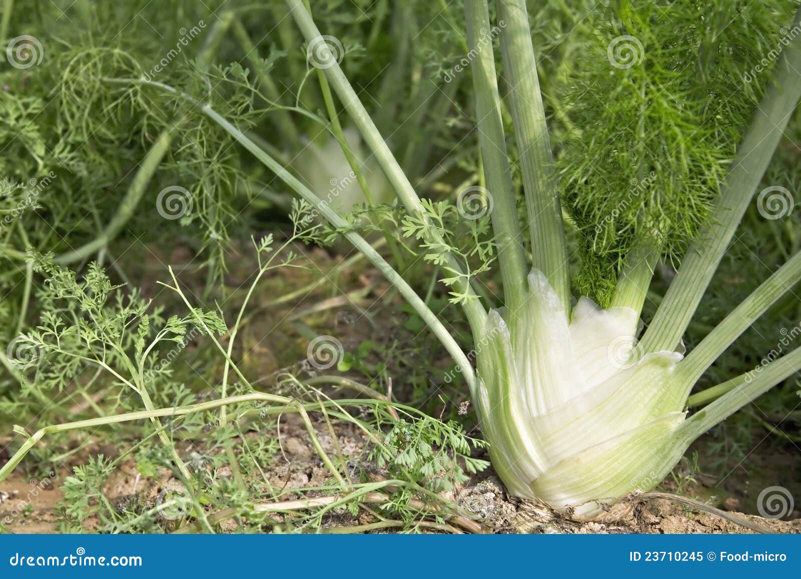 Fennel Growing in a Greenhouse Stock Image Image of indoors, green