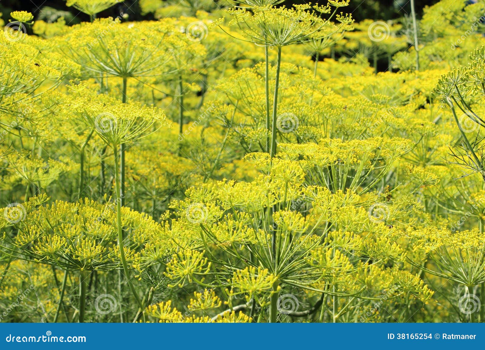 Fennel Growing in Home Garden Stock Photo Image of gardening