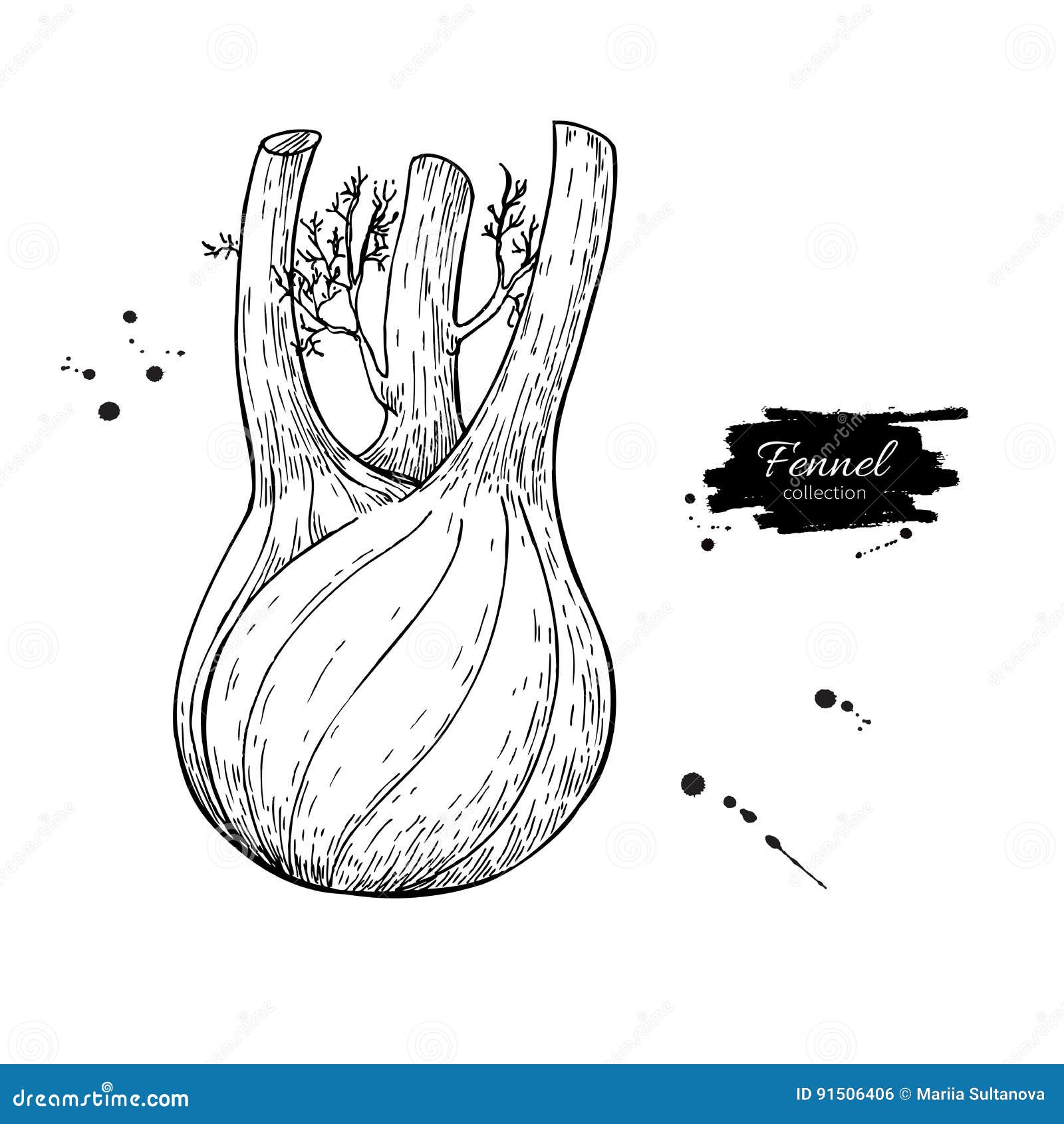 Hand drawn fennel over white background Royalty Free Vector